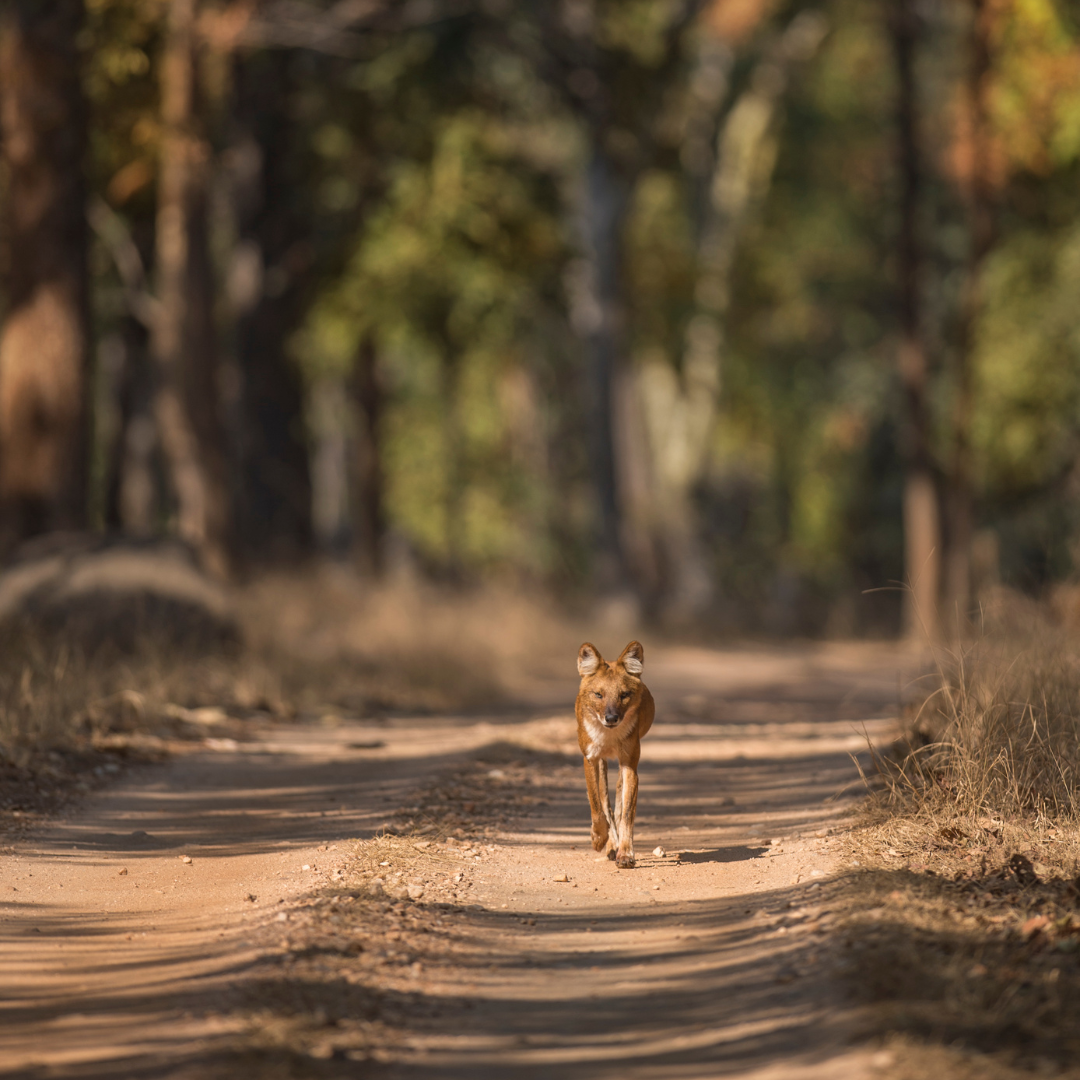 Best jungle safari in India