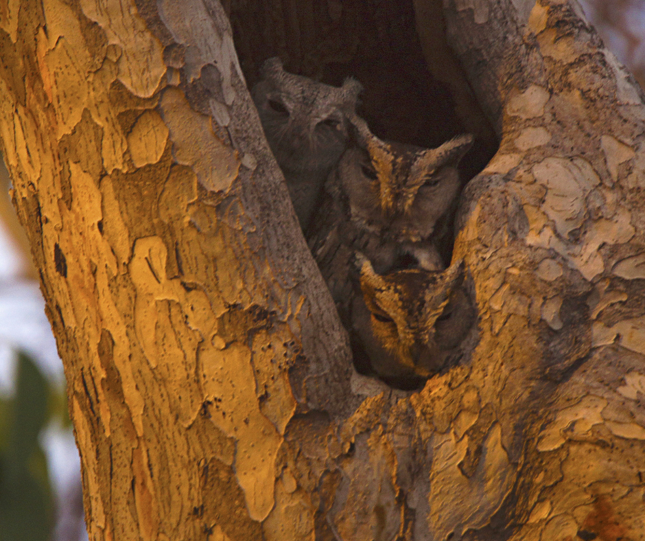 Tipeshwar wildlife sanctuary