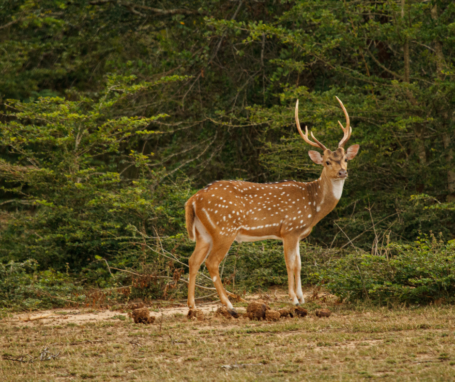 Yala national park