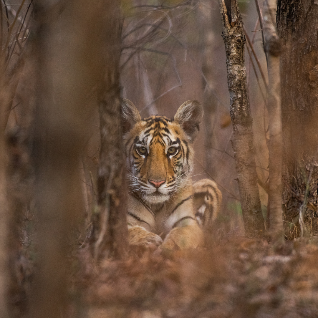 Pench jungle safari booking