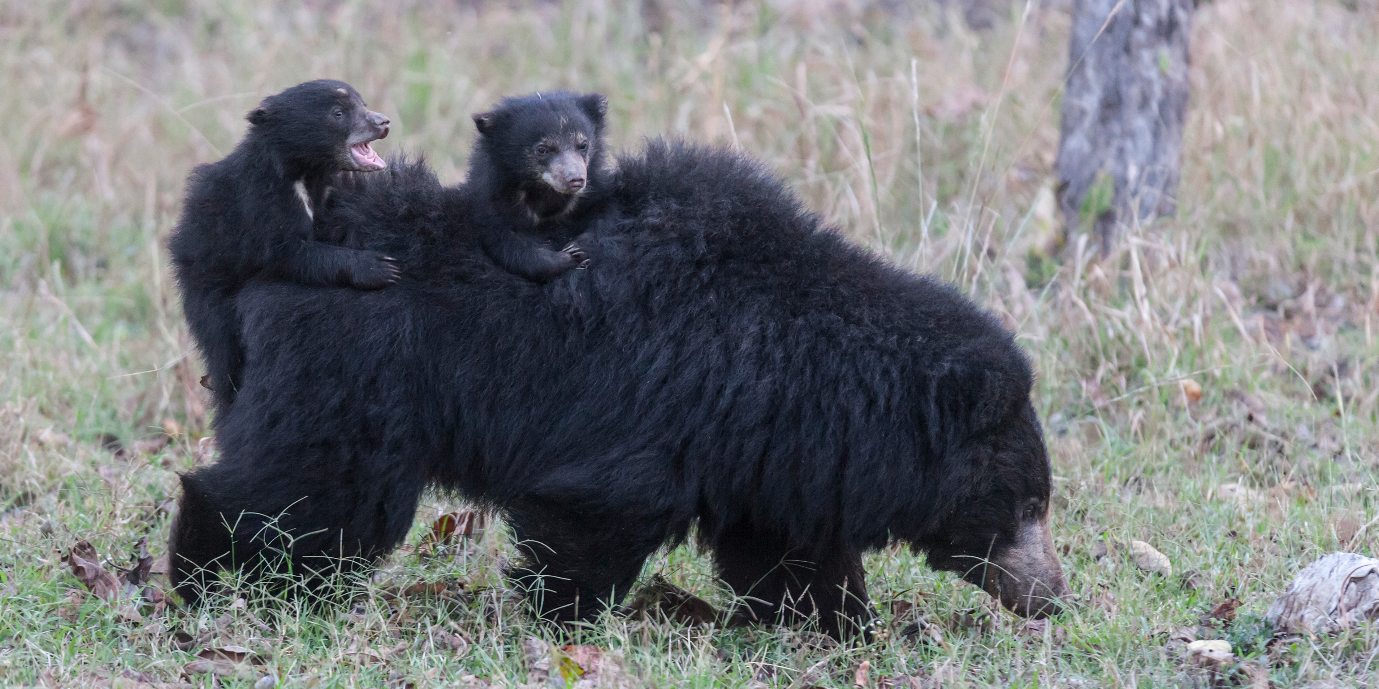 Satpura National Park Safari